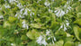 Hartlelie - Hosta 'Sum and Substance'