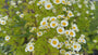 Moederkruid - Tanacetum parthenium
