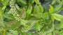 Bloemwilg - Itea virginica 'Henry's Garnet'