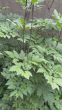 Zwarte Zilverkaars - Actaea racemosa (Cimicifuga)