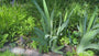 Gele lis - Iris pseudoacorus