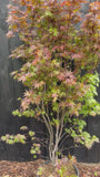 Japanse Esdoorn (Groen blad) - Acer palmatum