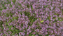 Citroentijm - Thymus 'Doone Valley' (ook per/m2)