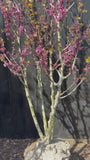 Europese Judasboom - Cercis siliquastrum