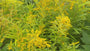 Echte guldenroede - Solidago virgaurea