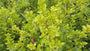 Japanse hulst - Ilex crenata 'Caroline Upright'