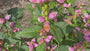 Schildpadbloem - Chelone obliqua