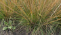 Ruwe smele - Deschampsia caespitosa 'Bronzeschleier'