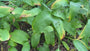 Daslook - Allium Ursinum
