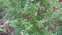 Bellenplant - Fuchsia magellanica gracilis