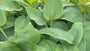 Hartlelie - Hosta tardiana 'Halcyon'