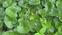 Mansoor - Asarum europaeum (ook per/m2)