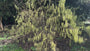 Staartaar struik - Stachyurus praecox