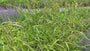 Hangende Zegge - Carex pendula