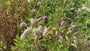 Japanse Pimpernel (Hoogte 150 cm) - Sanguisorba 'Obtusa'