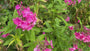 Flox (Hoogte 80 cm, Roze) - Phlox paniculata 'Tenor'