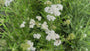 Gewoon duizendblad - Achillea millefolium 'White Beauty'