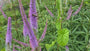 Zwarte ereprijs - Veronicastrum virginicum 'Lavendelturm'