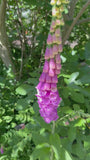 Gewoon Vingerhoedskruid - Digitalis purpurea