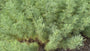 Citroenkruid - Artemisia abrotanum