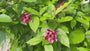 Hartige wijnstruik / Specerijstruik - Calycanthus 'Hartlage Wine'
