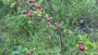 Biologisch Appelboom - Malus domestica 'Elstar'
