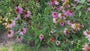 Biologisch Witte Zonnehoed - Echinacea purpurea 'Alba'