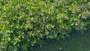 Kruipende Smeerwortel - Symphytum grandiflorum