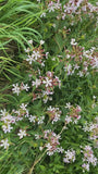 Zeepkruid - Saponaria officinalis