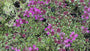 Kruiptijm - Thymus praecox 'Red Carpet'