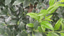 Wintergroene Vleesbes - Sarcococca confusa