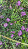 Purperrode klaver - Trifolium rubens