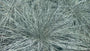 Blauw schapengras - Festuca glauca 'Intense Blue'