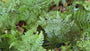 Zachte naaldvaren - Polystichum setiferum 'Plumoso-densum'