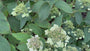 Hortensia - Hydrangea involucrata