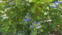 Hortensia - Hydrangea Macrophylla 'Blaumeise'