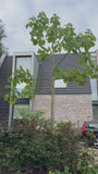 Anna Paulownaboom - Paulownia tomentosa
