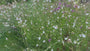 Prachtkaars - Gaura lindheimeri 'Whirling Butterflies'