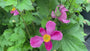 Herfstanemoon Roze (Hoogte 80 cm) - Anemone hupehensis 'Splendens'