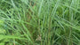 Prachtriet - Miscanthus sinensis 'Ferner Osten'