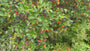 Zwarte appelbes - Aronia melanocarpa