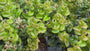 Druifheide - Leucothoe 'Curly Red'