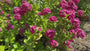 Boerenhortensia - Hydrangea macrophylla 'Bouquet Rose'