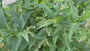 Gewone smeerwortel - Symphytum officinale