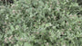 Kerrieplant - Helichrysum italicum