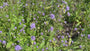 Blauwe knoop - Succisa pratensis