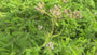 Biologisch Gewoon duizendblad - Achillea millefolium