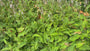 Duizendknoop (Wit) - Persicaria amplexicaulis 'Alba'