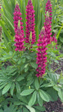 Lupine (Roze) - Lupinus 'Gallery Pink'