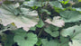 Groot hoefblad - Petasites hybridus